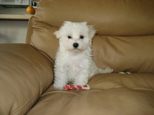 Most Adorable Maltese Puppy Dearly in need of  a new home:::