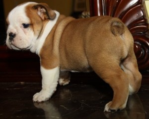 well trained English bulldog puppies for adoption