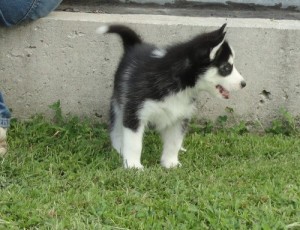 little rascals Siberian Huskys