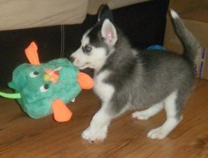 small children Siberian Huskys