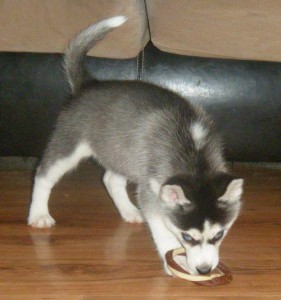 substantial  Siberian Huskys