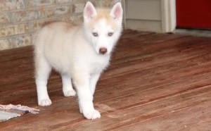 1 black and white girl 2 Siberian Huskys