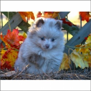 Adorable male and female Pomeranian puppies for adoption