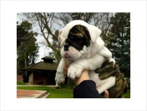 AKC English Bulldog Puppies For Adoption