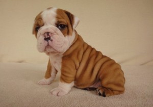 GORGEOUS AND CHARMING X-MASS ENGLISH BULLDOG PUPPIES FOR FREE ADOPTION TO YOUR FAMILY