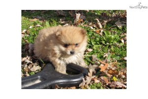 Pomeranian puppy for adoption$130