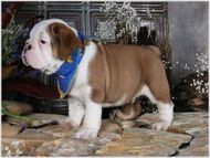 ****Sweet And Gorgeous English Bulldog Puppies for free to good homes***