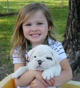 !!!X-Mas Charming English Bulldog puppies ready for   free adoption!!!