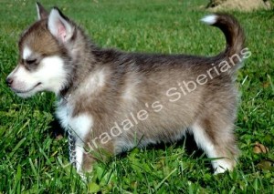 home trained siberian husky puppy for re-homing