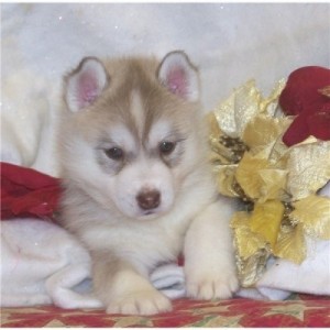 sweet and wonderful Siberian Husky Puppies available for good homes