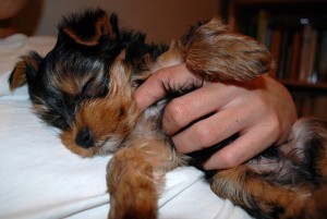 AKC Registered Yorkie puppy for Rehoming