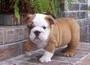 Healthy Well Trained Males and Females Bulldog Puppies Available