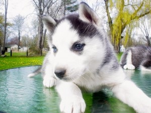 Charming and amazing christmas Siberian husky Puppies  for new family home adoption