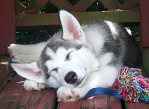 Adorable siberian husky this xmas and new year