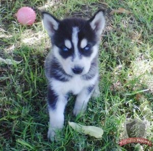 Healthy 11week old Siberian Husky puppies