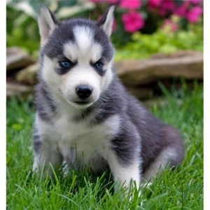 Adorable Siberian Husky puppies  For Adoption