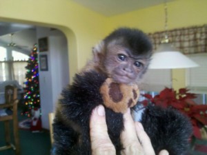 xmas capuchin monkeys*350$*