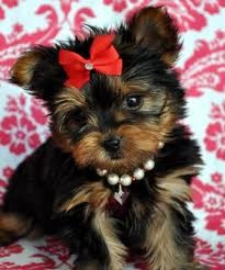 !!! WoW TALENTED MALES AND FEMALES YORKIE PUPPIES FOR ADOPTION TO CARING HOMES WoW !!!