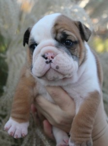 AKC** English Bulldog Puppies Make Good Companion