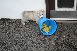 Adorable siberian husky this xmas and new year