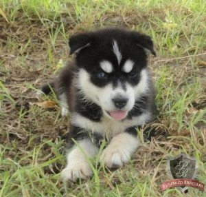 Adorable Siberian husky this Xmas and new year