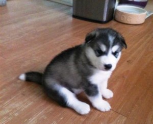 Adorable siberian husky puppies