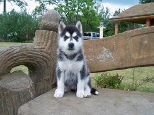 Adorable siberian husky this xmas and new year