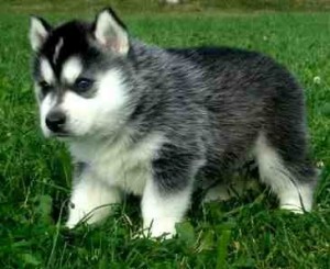 Adorable Siberian husky this Xmas and new year