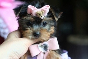 Amazing X mas yorkie puppies for adoption