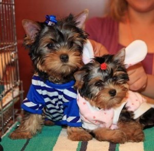 X-MAS WELL TAMED TEACUP YORKIE PUPPIES FOR FREE ADOPTION