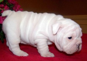 GORGEOUS MALE AND FEMALE BRITISH. ENGLISH BULLDOG PUPS FOR SALE