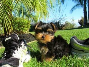 Cute Male and Female Yorkie puppies for Ex-Mas - 11 weeks old - AKC Registered