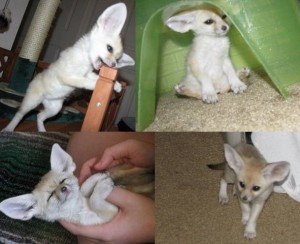 Fennec fox for rehoming. text (702) 530-9917 or email