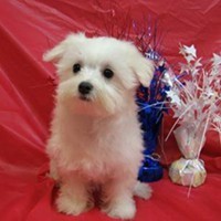 maltese puppies to go** Maltese ** Havanese ** Coton de Tulear ** Puppies Available Now