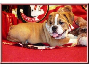 English bulldog puppies for XMAS