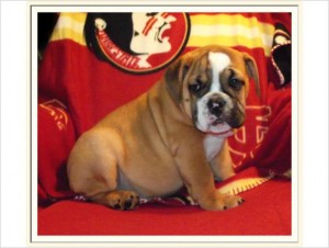 Pretty Female English Bulldog Puppy