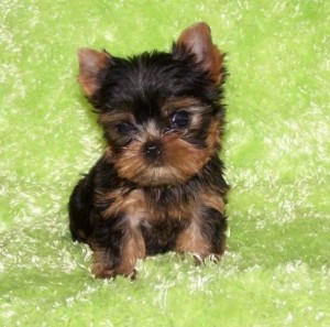 Affectionate Male and Female Yorkshire terriers