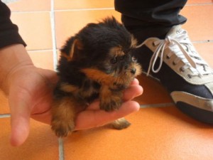 !!!X-Mas Tea Cup Yorkie Puppies Available for Adoption.Don't Miss Out!!!