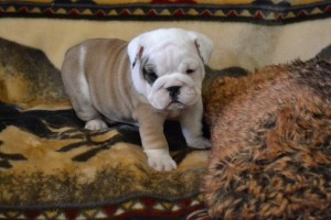 AKC english bulldog puppies with beautiful wrinkles