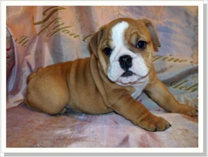 AKC English Bulldogs puppies