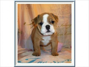 AKC English Bulldogs puppies