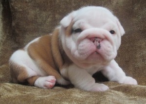 AKC** English Bulldog Puppies Make Good Companion