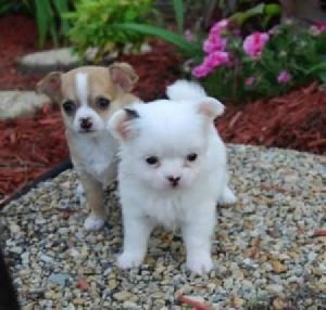 chihuahua puppies for adoption