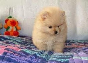 Cute pomeranian pups for chrismas