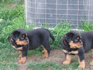 Beautiful Rottweiler Puppies available for adoption