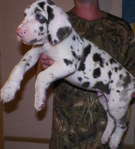 Great Dane puppies ready to join a new home