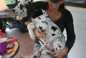 Great Dane puppies ready to join a new home