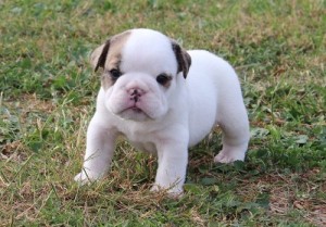 affectionate english bull dog puppies for adoption