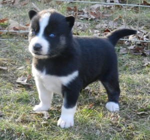 11 weeks Blue Eyes Siberian Husky Puppies