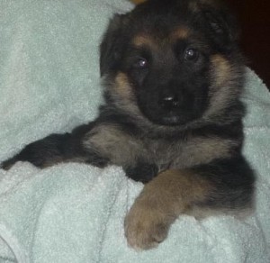 German sheperd puppies for x-mass gift moving to lovely homes